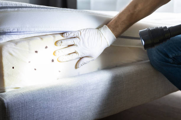 Best Exterminator Services  in Kimberly, WI