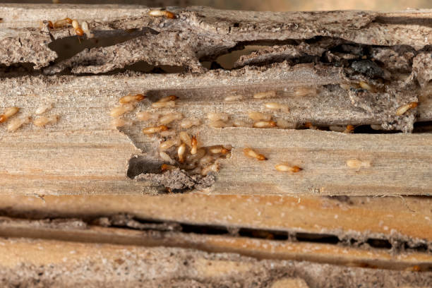 Pest Control for Restaurants in Kimberly, WI