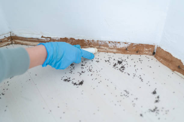 Best Wasp Removal Services  in Kimberly, WI